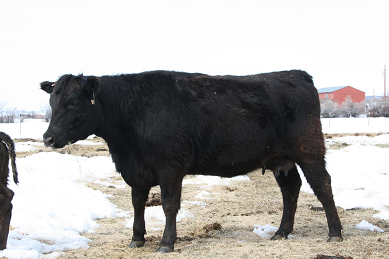 006 - Bar Broadback 408 daughter