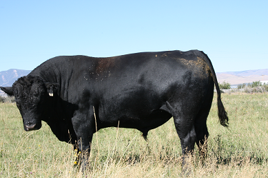 Bar Broadback 408 Bar Broadback 408